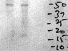 Western Blot Antibody for p50 From Cell Signaling