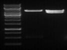 High Fidelity Restriction Enzyme for Cloning