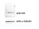 Anti-HA (16B12) Biolegend