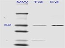 Identifies alpha Tubulin in Western Blots