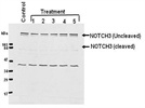 Excellent Antibody for Immunodetection of NOTCH3 in Mammalian Cells