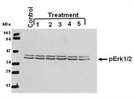 Excellent Antibody for pErk1/2 Immunodetection in Mouse Tissue