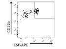 Good APC Conjugate to Stain CSF-1R Myeloid Cells in Mouse