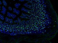 Anti-Ki67 Stains Proliferating Cells in the Mouse Small Intestine