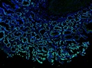Goat Anti-Rabbit AF488 is a Great Secondary Antibody for Immunofluorescence