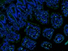 Great Secondary Antibody for Visualizing Rat Primary Antibodies in the AlexaFluor 488 Channel