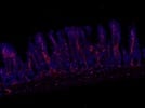 Great Secondary Antibody for Visualizing Rat Primary antibodies in the AlexaFluor 594 Channel