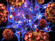  Programmed Cell Death-Assaying PARP Activity