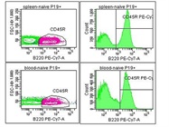 B Cell Marker