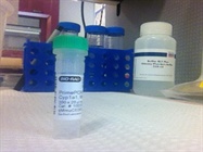 Bio-Rad Primers for RT-qPCR