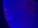 Detection of Mouse Intestinal Macrophages by IFA