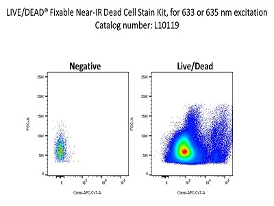 Seeing Cells Alive | Biocompare: The Buyer's Guide for Life Scientists