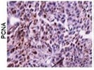Good PCNA Antibody