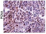 Good PCNA Antibody