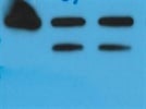 GFP Antibody