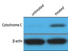 Good Cytochrome C Antibody