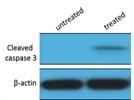 Excellent Caspase 3 Antibody