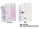 Good Secondary Antibody