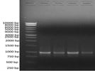 Great DNA Marker