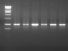 Nice RT-PCR Kit