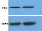 Decent Antibody to Work With
