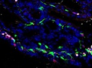 Goat Anti-Rat AF647 Is a Great Secondary Antibody for Immunofluorescence