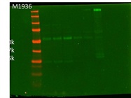 Good Western Blot Antibody that Works