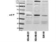 xCT Antibody NB300-318 from Novus Biologicals
