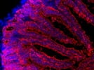 Detection of Mouse Intestinal Cells