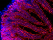 Detection of Mouse Intestinal Cells