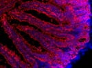 Fluorescent Staining of Mouse Intestinal Epithelial Cells