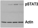 pSTAT3 in Th17 Cells