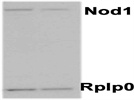 Nod1 Expression in Mouse T Cells