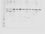 ASCL-4 for Fractionation Purity