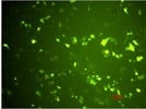 Transfection Using Fugene HD