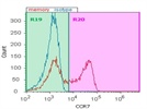 CCR7 Expression in Human Primary PBMCs
