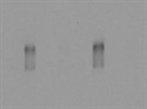 Great Human Hif1a Antibody