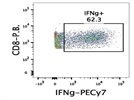 Great Antibody for Intracellular Staining