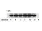 Akt1 Antibody from Cell Signaling