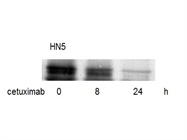 HIF-1alpha Antibody from BD Transduction Laboratories