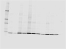 Cytochrome C Antibody Using Odyssey Detection
