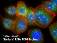 A New Tool for Visualizing RNA Transcripts in Brain Tissue Sections