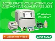 Fast Quantitative Western Blotting