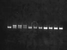 KAPA2G Fast HotStart PCR Mix is Great for Running Large Numbers of Genotyping PCRs