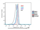 Analysis of Expression of p53 in Activated CD8+ T Cells : A Time Course Study