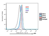 Analysis of Expression of p53 in Activated CD8+ T Cells : A Time Course Study