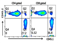 Utilization of CD45.1 as a Marker of Donor Leukocytes in Recipient CD45.2 Mice in a Bone-Marrow Transfer Chimeric Experiment