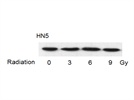 p53 Antibody from Cell Signaling Technology