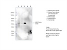 Super Specific Secondary Antibody Against Mouse IgG1 Heavy Chain Only