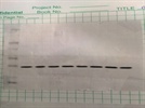 Assessing Total eIF2a